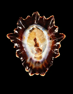Marine Gastropod Mollusc Drucke: Limpet shell C019 / 1346