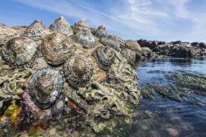 South Africa Coast Drucke: Limpets C016 / 4767