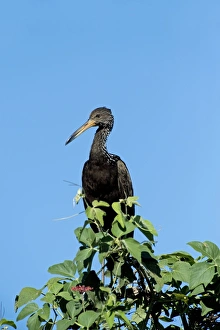 Limpkin Bird Drucke: Limpkin in a tree