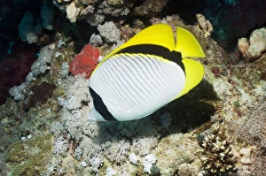 Butterflyfish Species Drucke: Lined butterflyfish