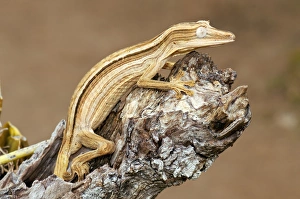 Bilder Datiert 5. Juli 2012: Linienfledermausgecko, Kölbenrücken C013/7018