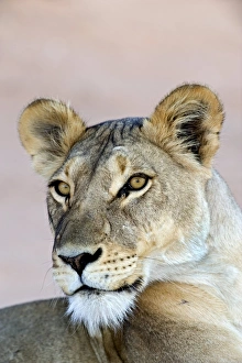 African Savannah Wildlife Images Drucke: Lioness