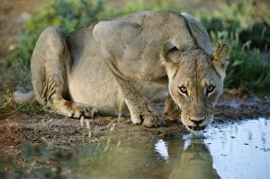 Panthera Leo Behavior Drucke: Lioness drinking