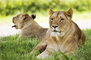 Endangered Big Cats Drucke: Lionesses