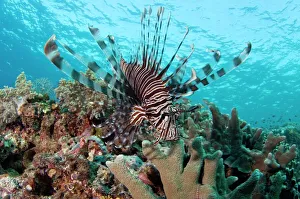 Lionfish Species Drucke: Lionfish