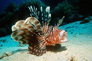 Lionfish