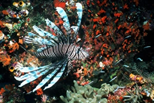 Bilder, datiert 2004: Lionfish