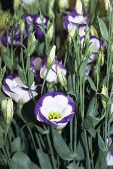 Blue Flowering Plants Outdoors Drucke: Lisianthus