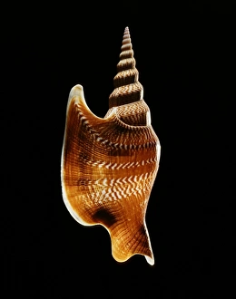 Gastropod Molluscs Drucke: Listers conch shell