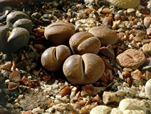 South African Succulents Drucke: Lithops aucampiae Kuruman form