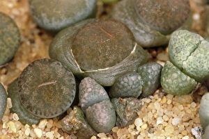 Drought Tolerant Plants Drucke: Lithops lesliei Mariae