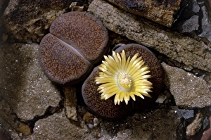 Succulent Plant Images Drucke: Lithops lesliei Warenton