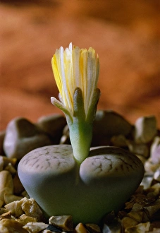 Succulent Plant Photos Drucke: Lithops pseudotruncatella dendritica