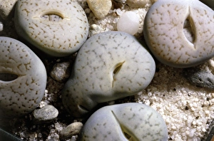 Lithops pseudotruncatella Pflanzen