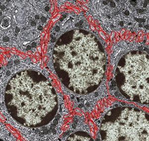 Coloured TEM Images Drucke: Liver cells, TEM