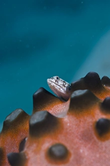 Fish Photography Drucke: Lizardfish
