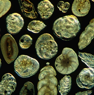 Calcium Carbonate Fossils Drucke: LM of assorted Foraminifera shells