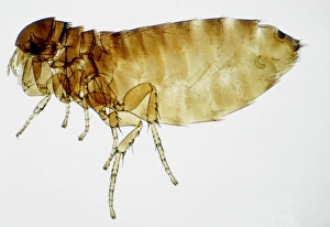 Blood Sucking Insects Drucke: LM of bird flea