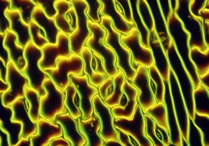 Bilder aus dem Jahr 1990: Blattmuster der Empfindlichen Pflanze