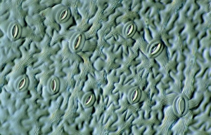 Guard Cells Function Drucke: LM of the surface of an elder leaf