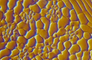 Guard Cells Function Drucke: LM of the surface of a sycamore leaf