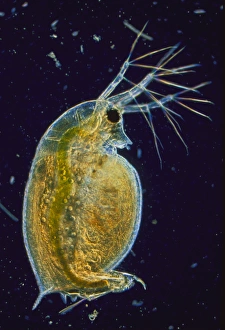 Aquatic Invertebrates Drucke: LM of a water flea