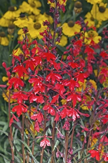 Perennial Garden Flowers Drucke: Lobelia sp