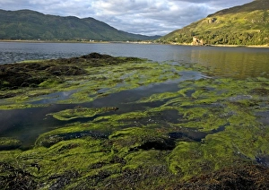 Drucke von Loch Duich. Weite braune und grüne Algenbäder im geschützten Meerloch bei wechselndem Ebbe. Das Schloss auf der anderen Seite des Lochs ist das Eilean Donan-Schloss Bilder Datiert 2006 Mai: Loch Duich ist ein See im Schottland