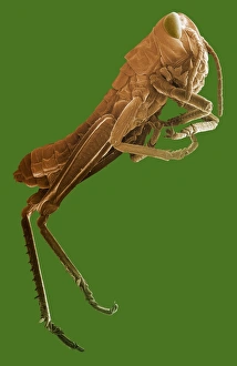 False Coloured SEM Images Drucke: Locust, SEM