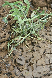 Bilder Datiert 27. Juni 2011: Heuschreckenschwarm
