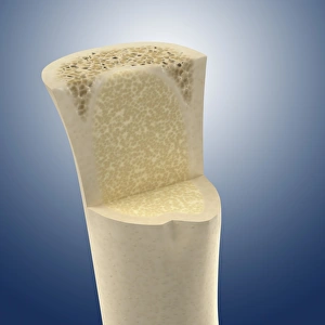 Cancellous Bone Structure Drucke: Long bone interior, artwork C016 / 2886