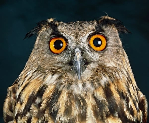 Nocturnal Bird Drucke: Long-eared owl