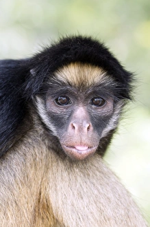 Endangered Primate Species Drucke: Long-haired spider monkey