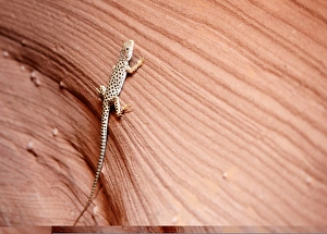 Desert Lizard Species Drucke: Long-nosed leopard lizard C013 / 9798