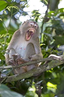 Malaysian Borneo Wildlife Drucke: Long-tailed macaque