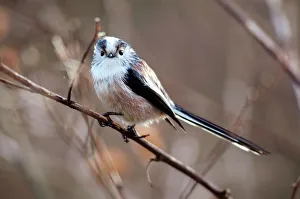 UK Wildlife Photography Drucke: Long-tailed tit