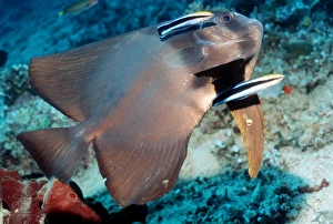 Bluestreak Cleaner Wrasse Drucke: Longfin spadefish