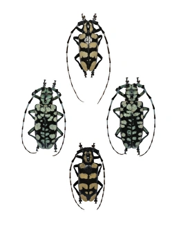 Longhorn Beetles Drucke: Longhorn beetles