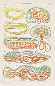 Ernst Haeckel Artwork Drucke: Longitudinal sections, artwork, 1891
