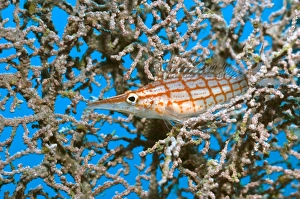 Longnose Hawkfish Drucke: Longnose hawkfish
