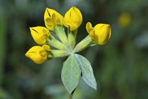Aquatic Plant Photos Drucke: Lotus commutatus