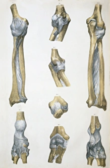 Skeletal System Illustration Drucke: Lower arm bones and ligaments