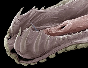 False Coloured SEM Images Drucke: Lower jaw of a python