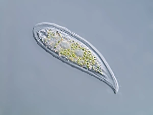 Light Microscopy Images Drucke: Loxophyllum ciliate, light micrograph