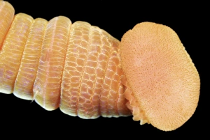 Annelid Worm Species Drucke: Lugworm