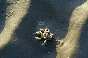 Scotland Wildlife Photos Drucke: Lugworm casts