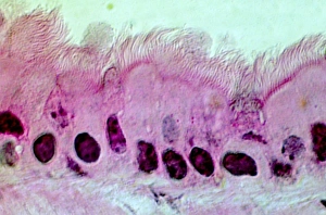 Drucke von Lungenzellen. Lichtmikroskopische Aufnahme einer Schnittstelle durch die Wand eines Bronchus in den Lungen. Dies ist der oberste Schicht des Zells (Epithel) Bilder Datiert 2004 Oktober: Nierenzellen, Lichtmikroskopbild