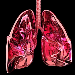 Respiratory System Diagram Drucke: Lungs, artwork
