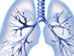Respiratory System Diagram Drucke: Lungs, computer artwork