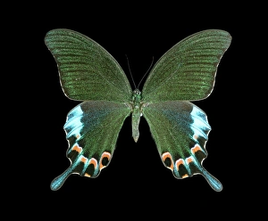 Drucke von Luzons Peacockschwanzfalter (Papilio chikae chikae). Diese Schmetterling ist endemisch in den Philippinen Bilder Datiert 2011 Oktober: Philippinen-Paarschswalbeblume